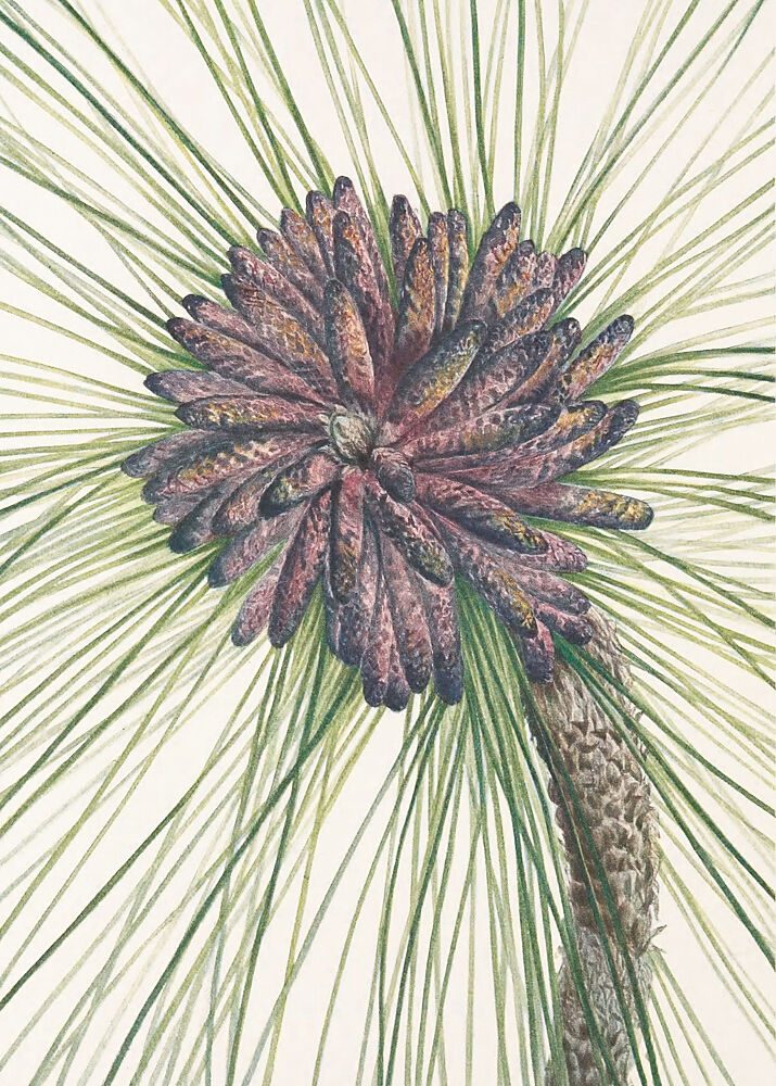 Longleaf Pine from North American Wildflowers 1925 by Mary Vaux Walcott. art print by Mary Vaux Walcott for $57.95 CAD
