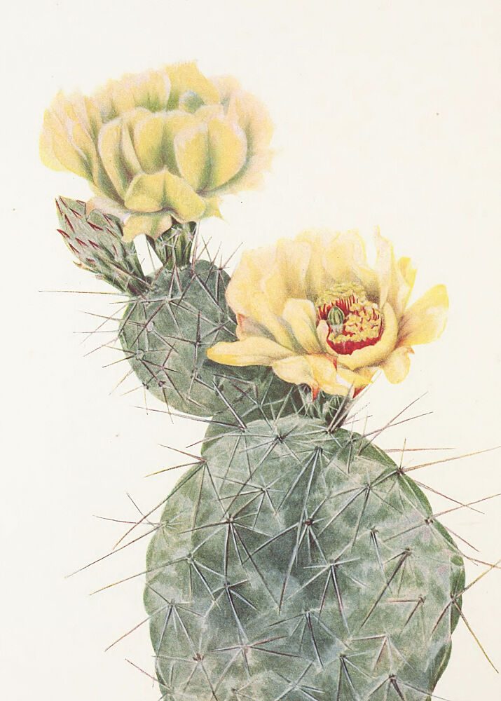 Missouri Prickly Pear from North American Wildflowers 1925 by Mary Vaux Walcott. art print by Mary Vaux Walcott for $57.95 CAD
