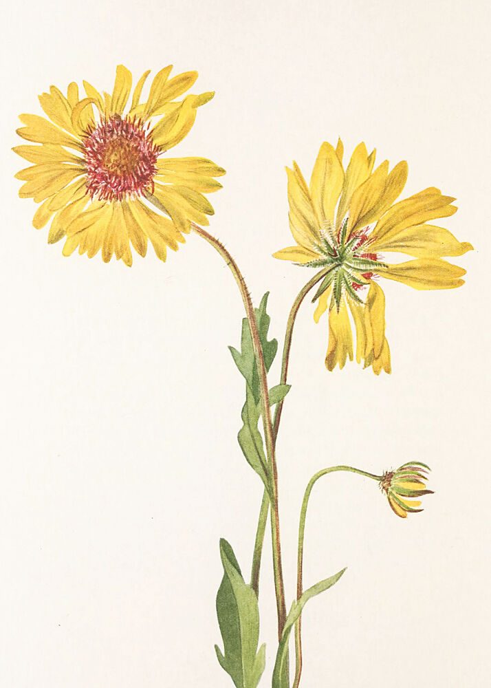 Perennial Gaillardia from North American Wildflowers 1925 by Mary Vaux Walcott. art print by Mary Vaux Walcott for $57.95 CAD