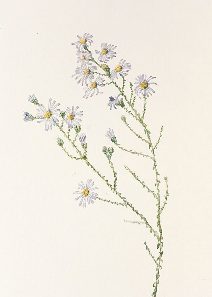 Pineland Aster from North American Wildflowers 1925 by Mary Vaux Walcott. art print by Mary Vaux Walcott for $57.95 CAD