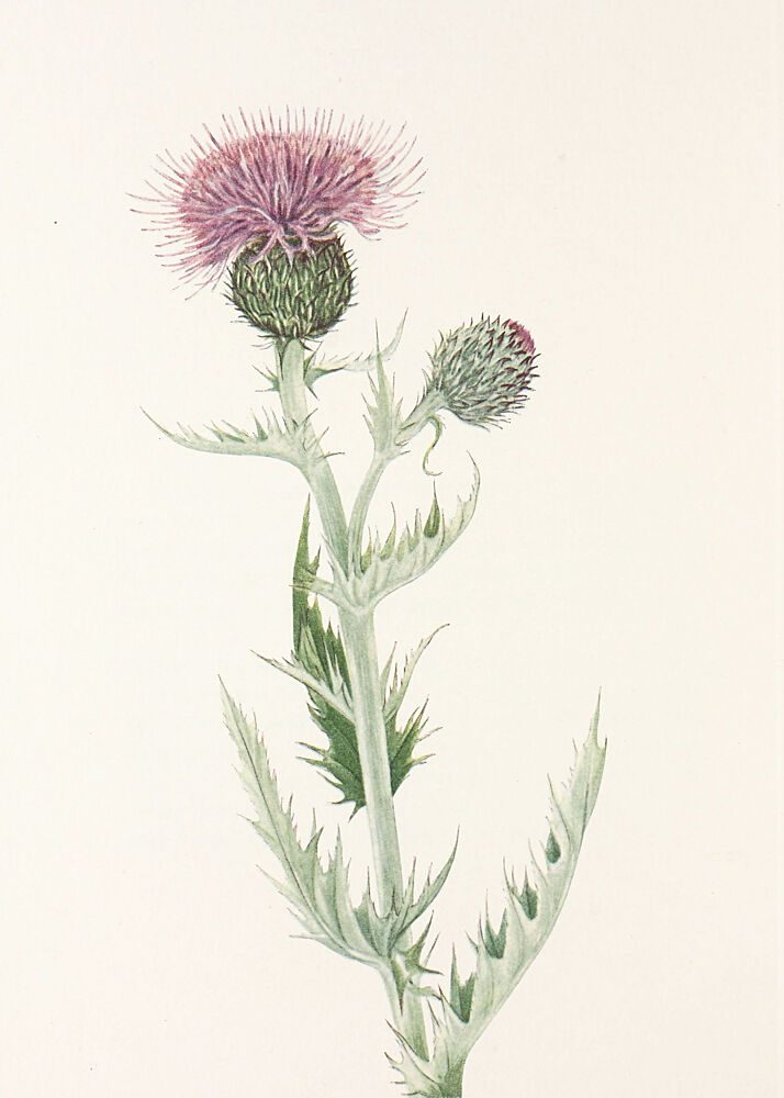 Prairie Thistle from North American Wildflowers 1925 by Mary Vaux Walcott. art print by Mary Vaux Walcott for $57.95 CAD