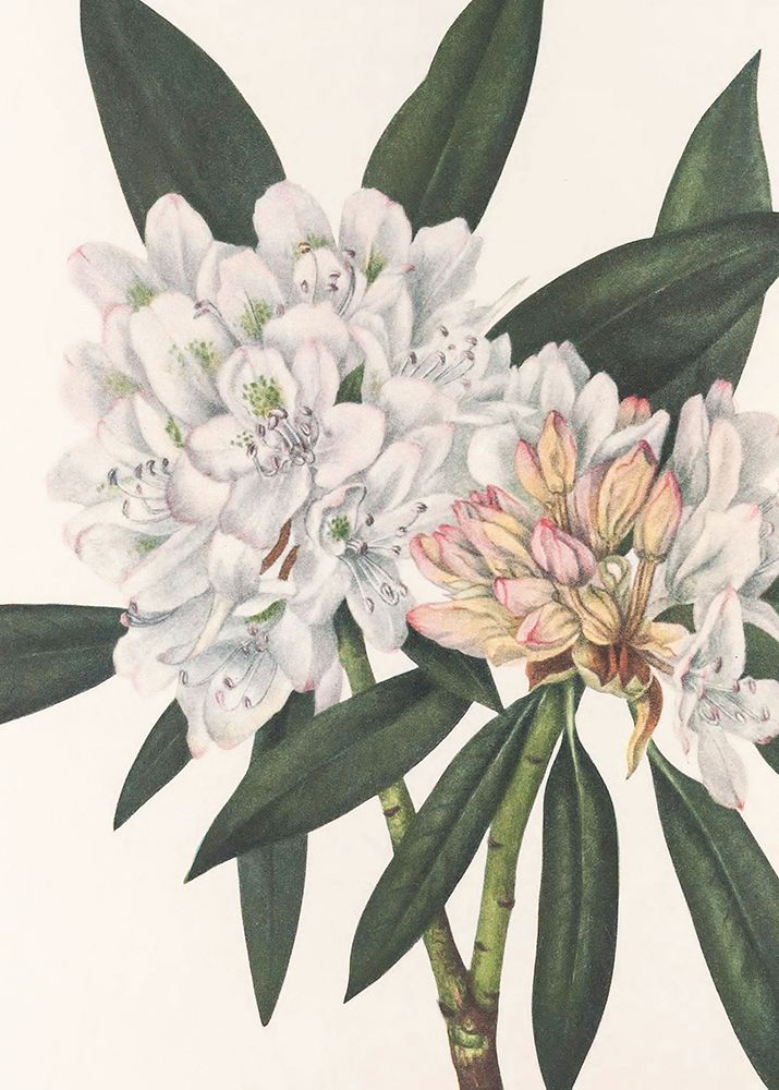 Rosebay Rhododendron From North American Wildflowers (1925) By Mary Vaux Walcott. art print by Pictufy for $57.95 CAD