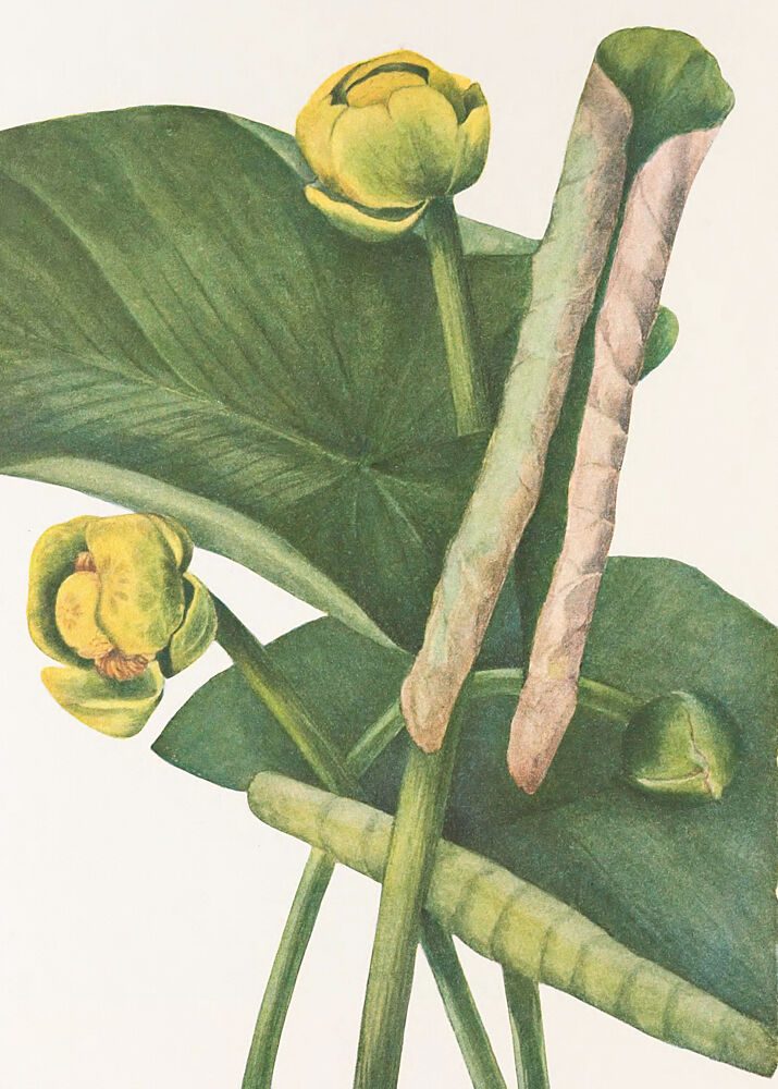 Spatterdock from North American Wildflowers 1925 by Mary Vaux Walcott. art print by Mary Vaux Walcott for $57.95 CAD