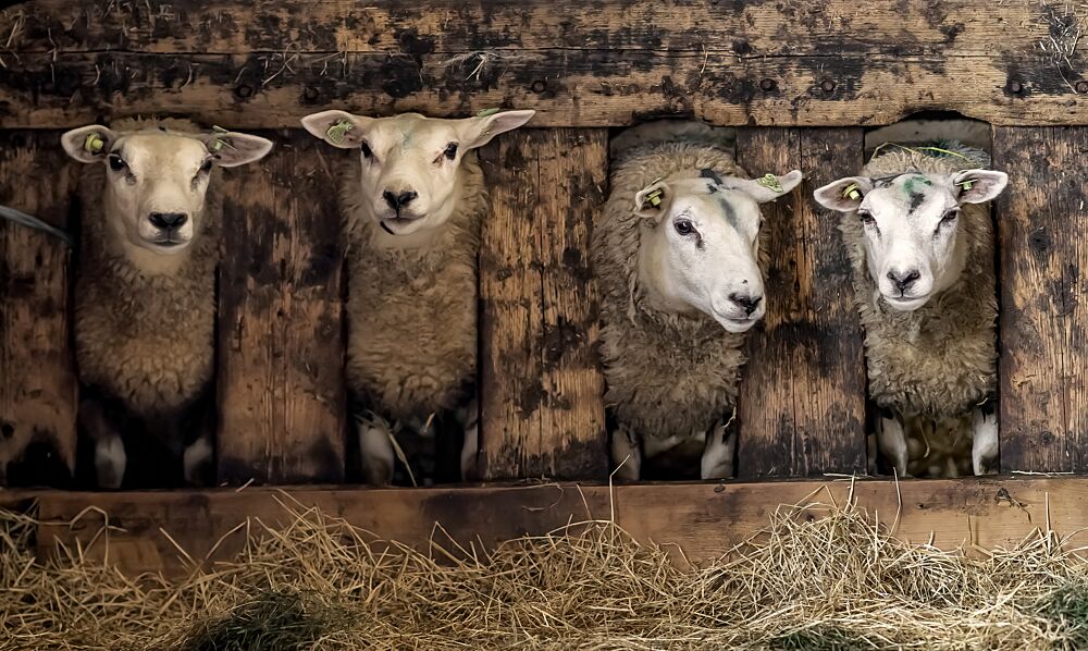 Four Curious Barn Sheep art print by Gert van den Bosch for $57.95 CAD