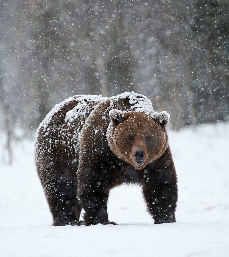 Brown Bear in Snow art print by Andrea Marzorati for $57.95 CAD