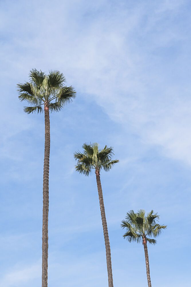Three Tropical Palms art print by Photolovers for $57.95 CAD