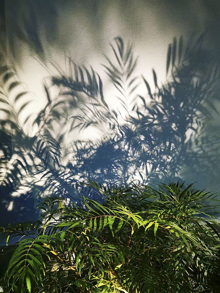 Sunlit Leaf Shadows art print by Angelo Cerantola for $57.95 CAD