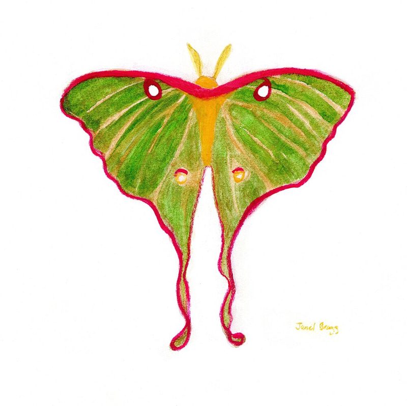 Green Luna Moth art print by Janel Bragg for $57.95 CAD