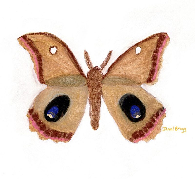 Moth with Blue Eyespots art print by Janel Bragg for $57.95 CAD