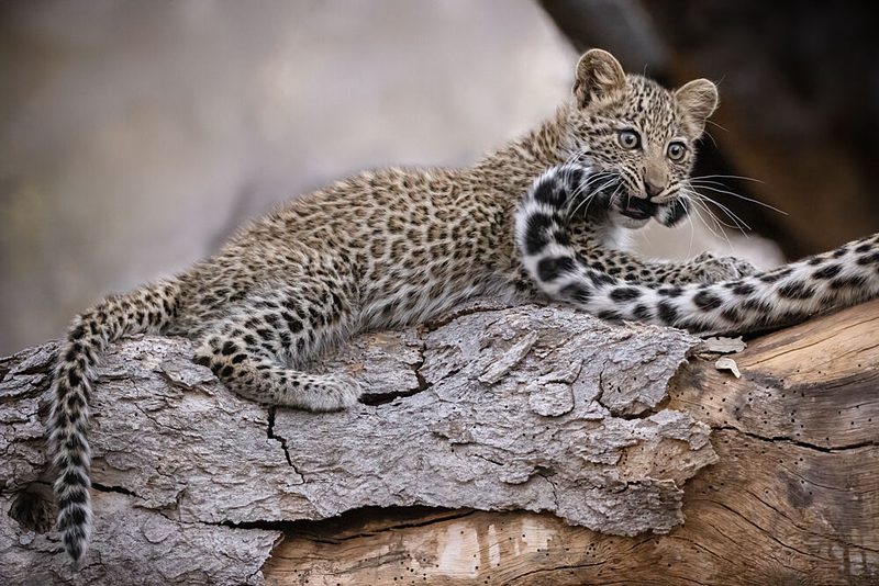 Playful Leopard Cub art print by Renee Doyle for $57.95 CAD