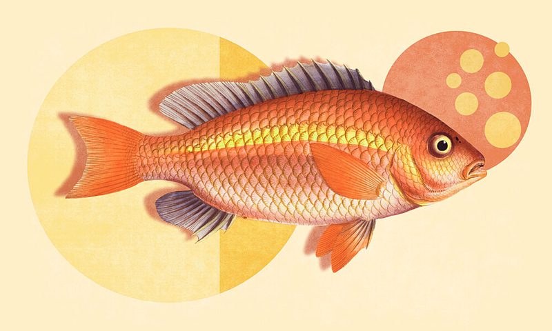Vibrant Orange Fish art print by Marja van den Hurk for $57.95 CAD