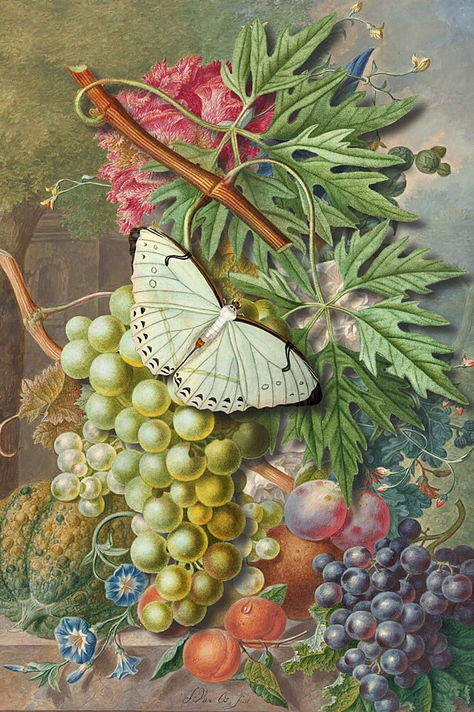 Butterfly and Fruit Still Life art print by Marja van den Hurk for $57.95 CAD