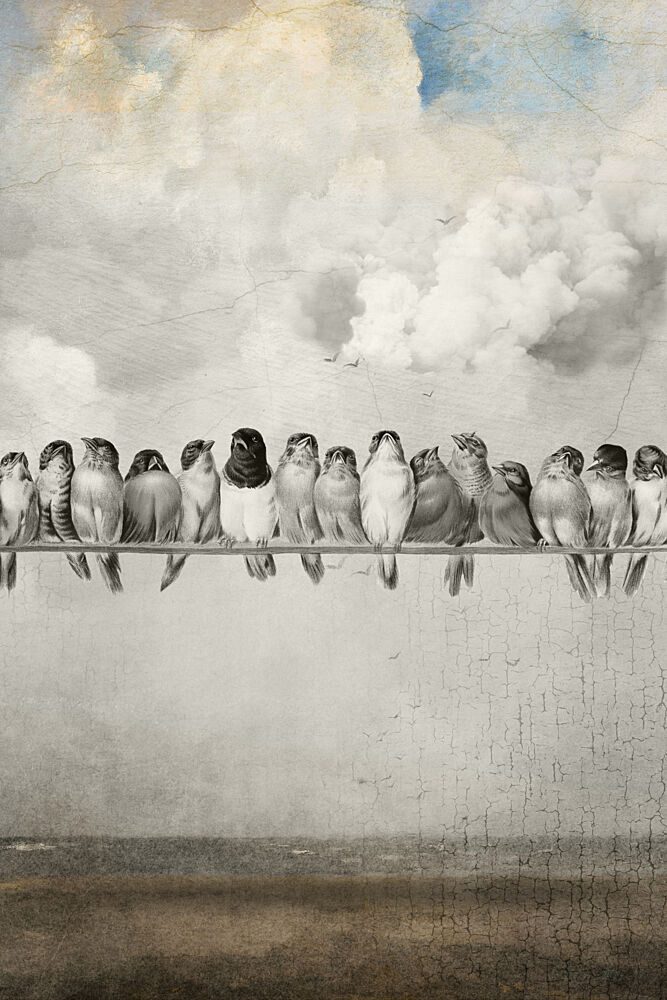 Vintage Birds on Wire art print by Marja van den Hurk for $57.95 CAD