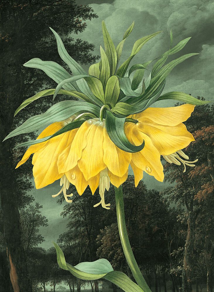 Elegant Yellow Bloom art print by Marja van den Hurk for $57.95 CAD