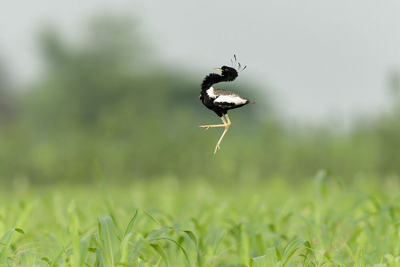 Graceful Birds Leap art print by Puneet Sikand for $57.95 CAD