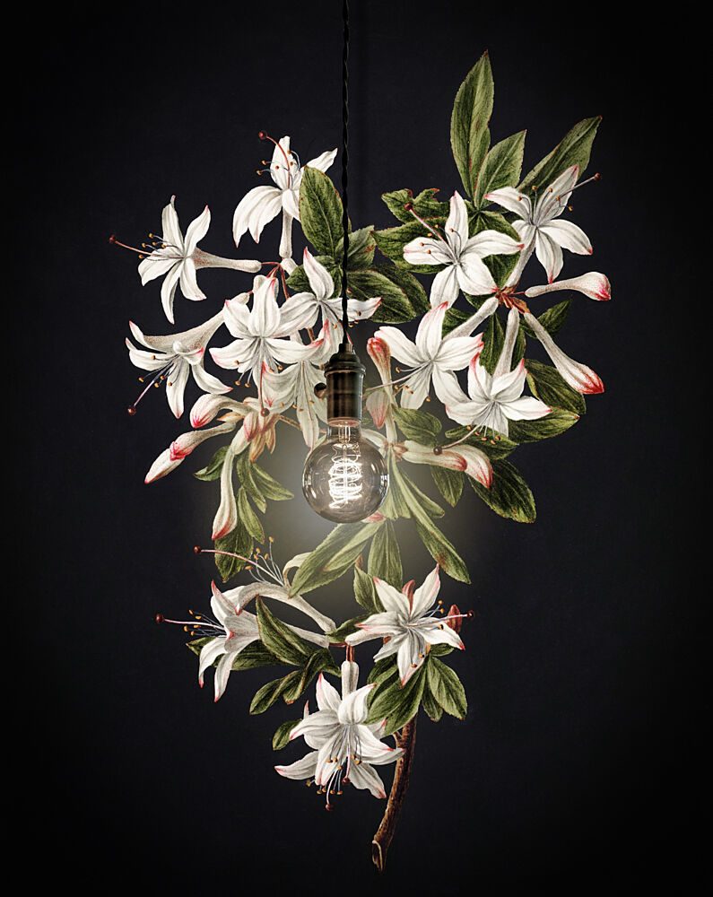 Glowing Botanical Bloom art print by Marja van den Hurk for $57.95 CAD