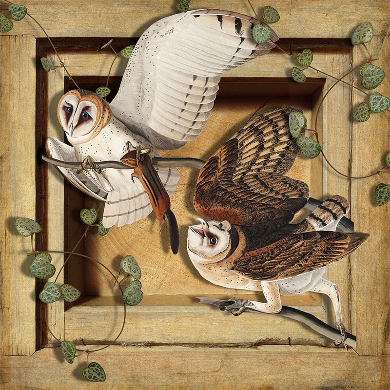 Barn Owls and Chipmunk art print by Marja van den Hurk for $57.95 CAD