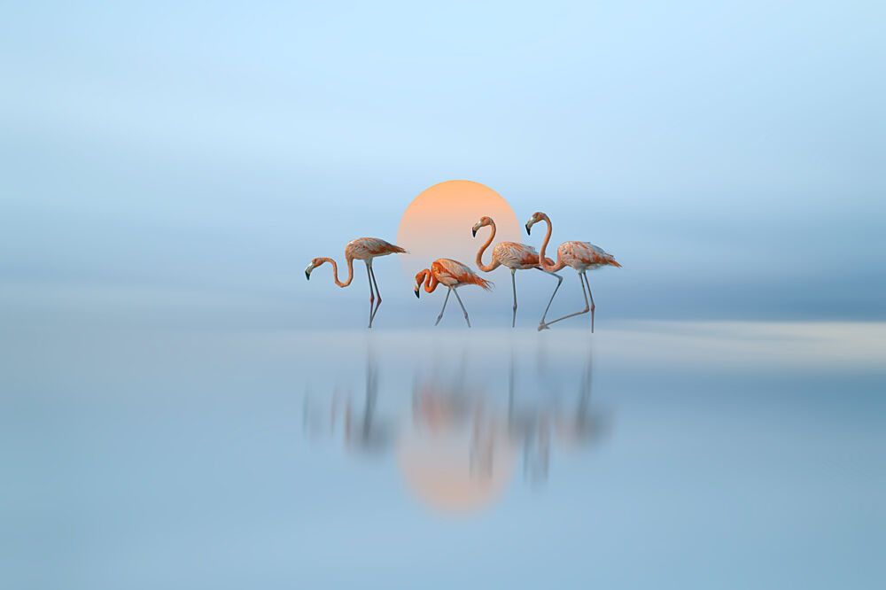 Pink Flamingos Golden Sunset art print by Larry Deng Apa for $57.95 CAD