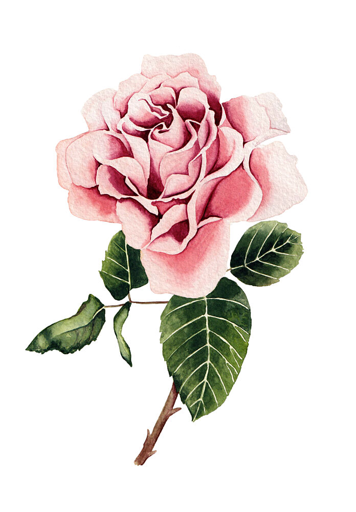 Watercolor Pink Rose art print by Salome for $57.95 CAD