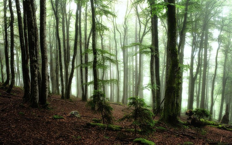Misty Green Forest art print by Holger Graeber for $57.95 CAD