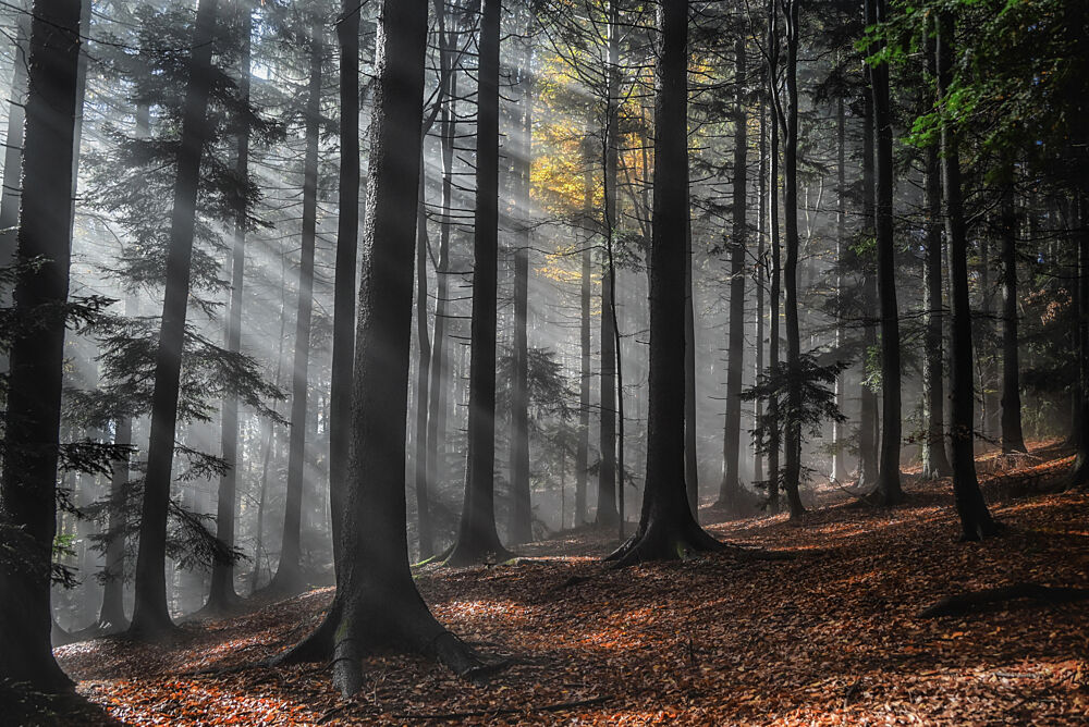 Misty Forest Sunlight art print by Grega Gp for $57.95 CAD