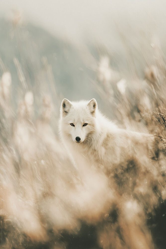 White Fox No 01 art print by Treechild for $57.95 CAD