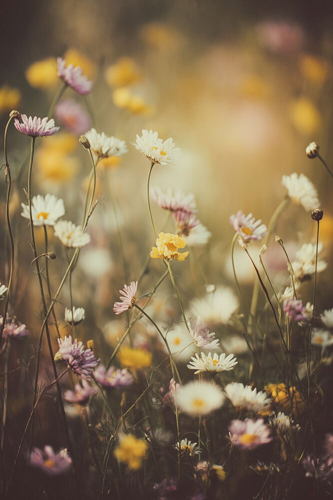Blooming Field art print by Treechild for $57.95 CAD