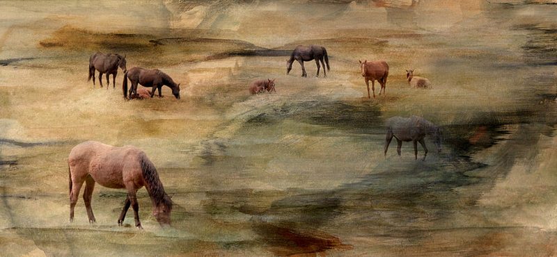 Wild Horses Grazing art print by Gemma Bardot for $57.95 CAD
