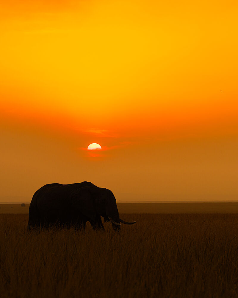 Elephant Sunset Silhouette art print by Yogesh Bhatia for $57.95 CAD