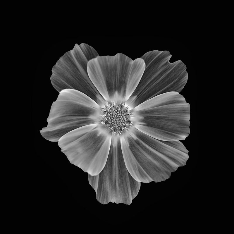 Soft Petal Bloom art print by Lotte Gronkjaer for $57.95 CAD