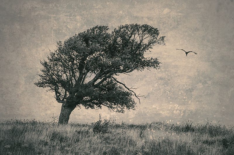 Windswept Tree and Bird art print by Desislava Ignatova for $57.95 CAD