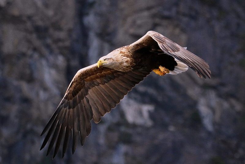 Majestic Eagle Flight art print by Tore Hagen for $57.95 CAD
