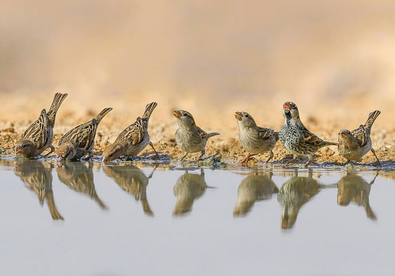 Thirsty Desert Birds art print by David Manusevich for $57.95 CAD