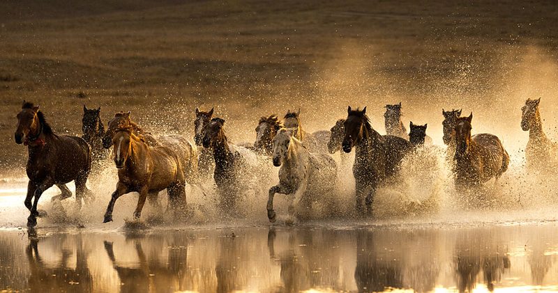 Wild Horses Splashing art print by Sally Widjaja for $57.95 CAD