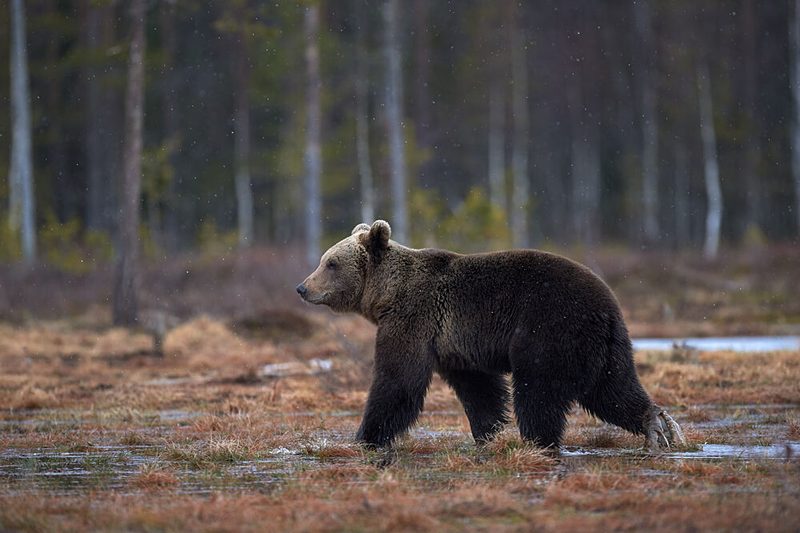 Wild Bear in Wetlands art print by Andrea Marzorati for $57.95 CAD