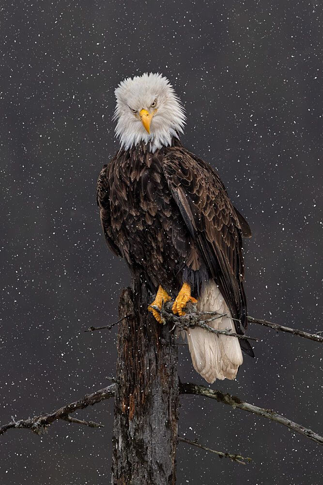 Snowy Eagle Portrait art print by Jun Zuo for $57.95 CAD