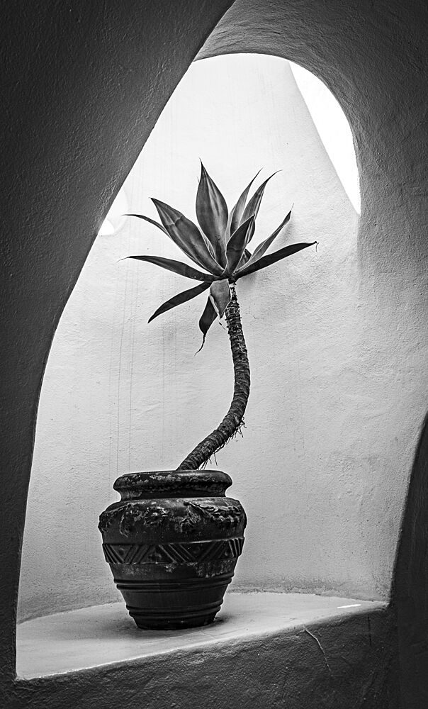 Agave in Arch Light art print by Michael Bangiev for $57.95 CAD