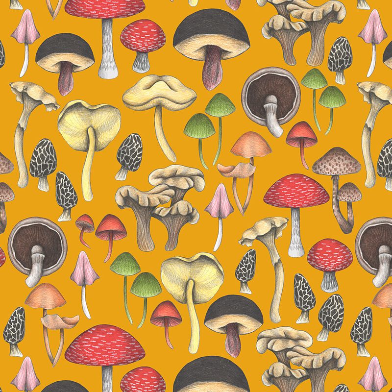 Wild Mushrooms Fantasy art print by Cecilia Battaini for $57.95 CAD