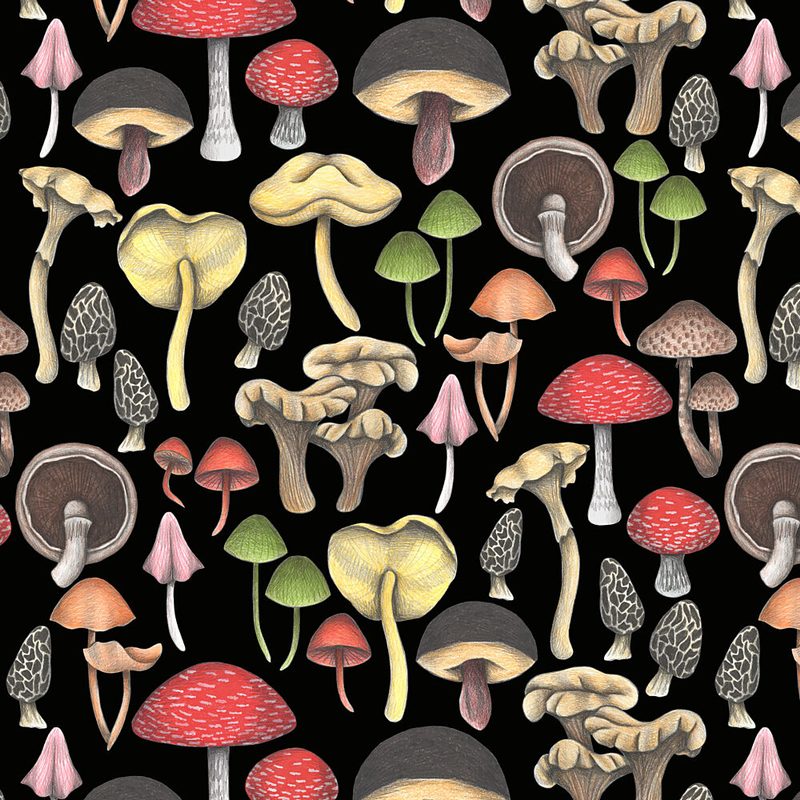 Wild Mushroom Medley art print by Cecilia Battaini for $57.95 CAD