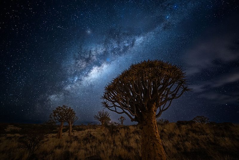 Starry Night Quiver Trees art print by Chao Feng for $57.95 CAD