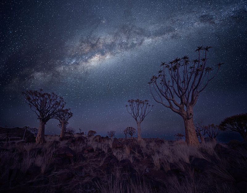 Milky Way Quiver Trees art print by Chao Feng for $57.95 CAD
