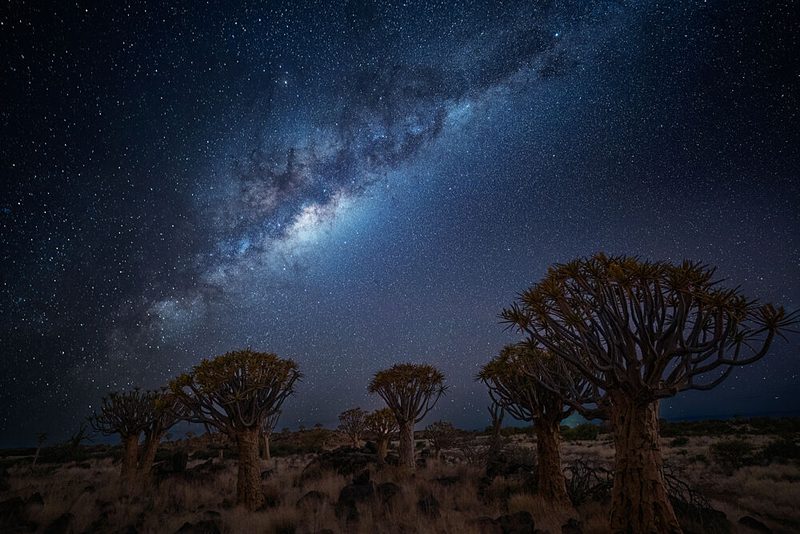 Milky Way over Quiver Trees art print by Chao Feng for $57.95 CAD