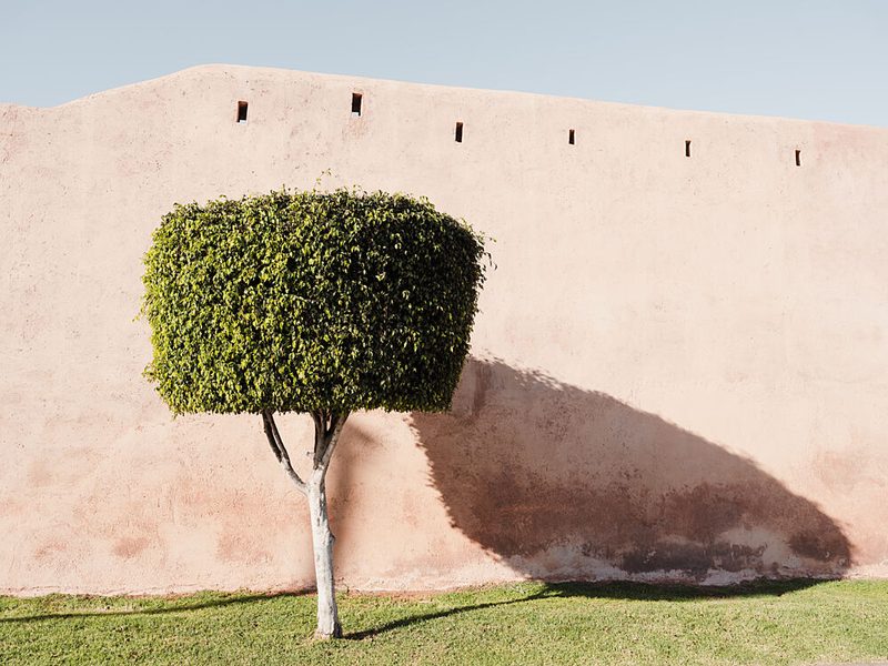 Tree Shadow on Pink Wall art print by Photolovers for $57.95 CAD