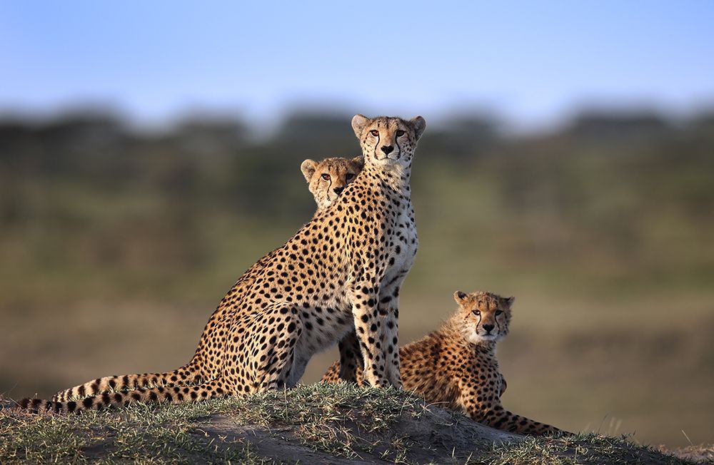 Cheetahs Family art print by Sultan Sultan Al for $57.95 CAD