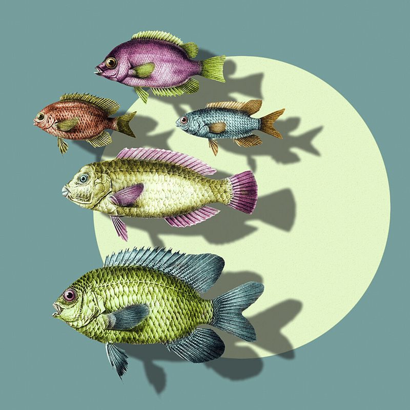 Vibrant Swimming Fish art print by Marja van den Hurk for $57.95 CAD