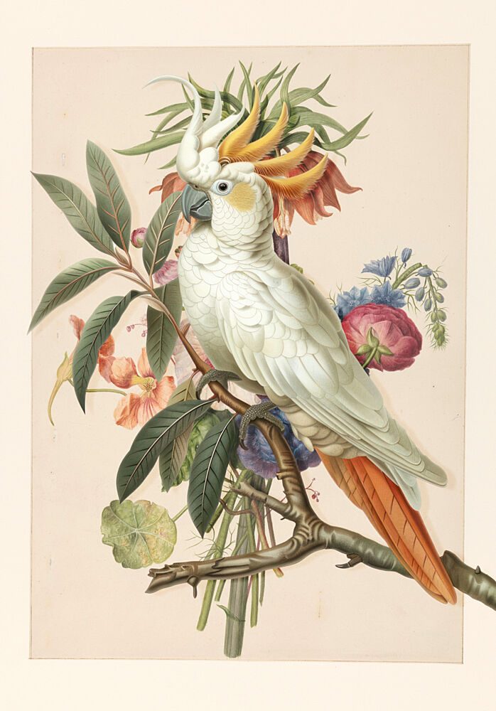 White Cockatoo with Flowers art print by Marja van den Hurk for $57.95 CAD