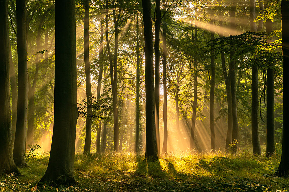 Golden Forest Sunbeams art print by Keller for $57.95 CAD