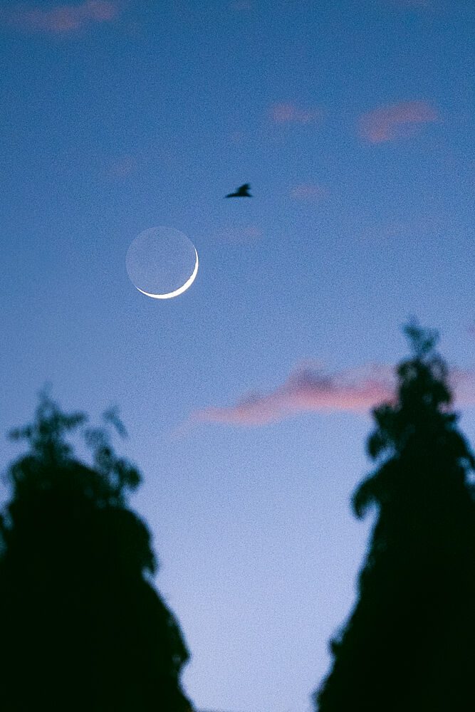 Twilight Bird Crescent Moon art print by Ryan Braxton for $57.95 CAD