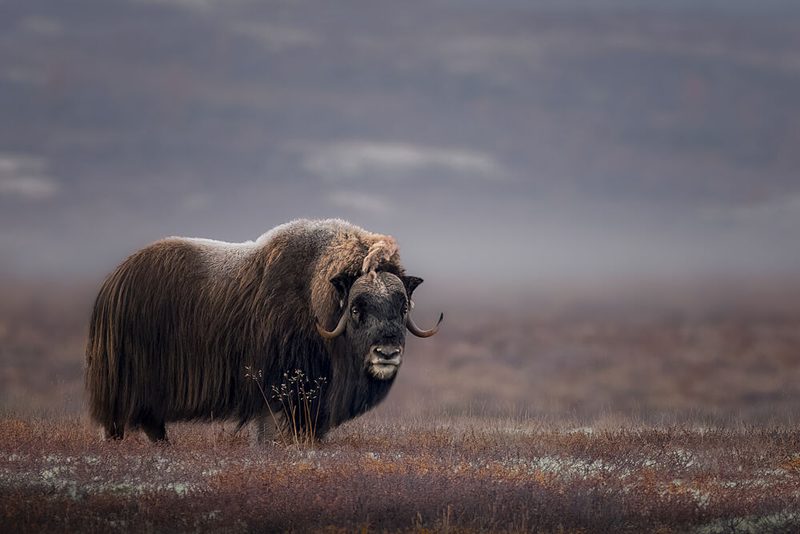 Frosty Tundra Musk Ox art print by Tom Meier for $57.95 CAD