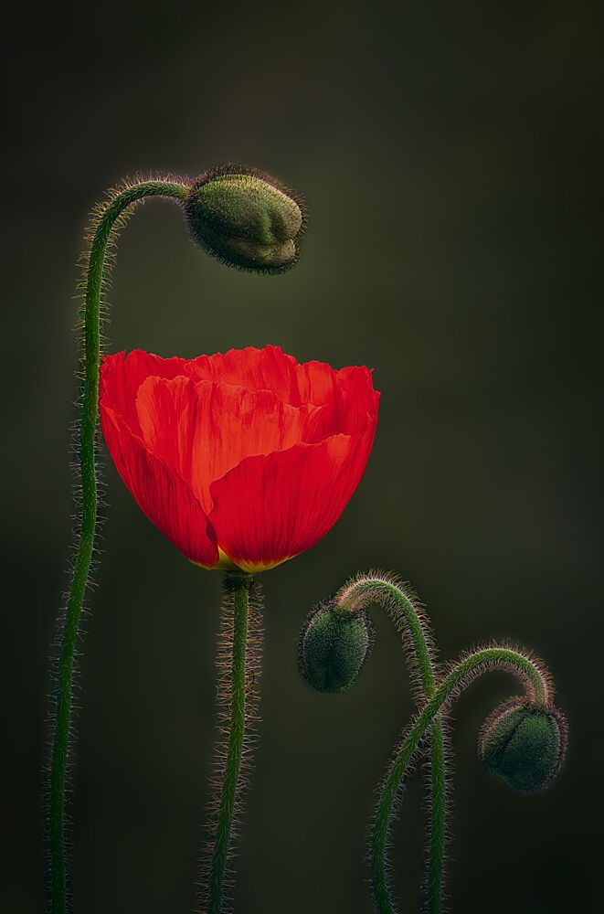 Elegant Red Poppies art print by Ben.C.L for $57.95 CAD